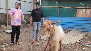 Rehmat Goats Ka Top Exotic Bakro Ka Collection In Kurla Mumbai | Asli Saukh Se Bakre Aise Bante Hai.