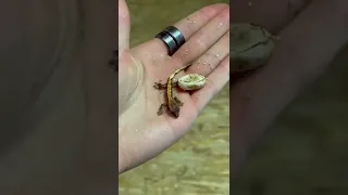 Недоношенный геккон родился