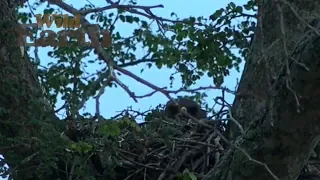 WildEarth - Sunrise Safari - January 8, 2020