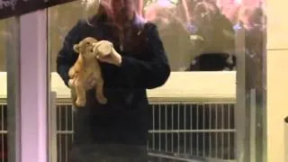 3 week old lion cub feeding