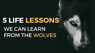 5 Life Lessons We Can Learn From the Wolves - Best Motivational Video