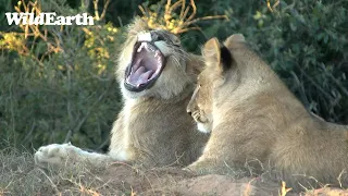 WildEarth - Sunset Safari -16 May 2023