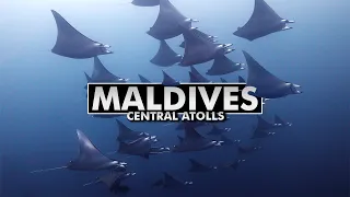 Diving the Maldives: Central Atolls [4k]