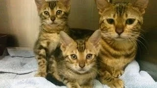 FUNNY CATS VIDEOS 2014 COMPILATION - NEW HD - 720p