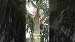 leopard's attack on pet dog and kill