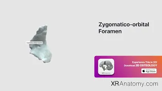 Zygomatico-orbital Foramen of Zygomatic Bone