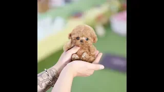 True Toy Poodle Teacup Dog