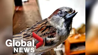 Meet Happy the sparrow, the rescue bird bringing joy to thousands