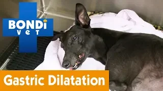 How To Know Your Has Pet Gastric Dilatation Volvulus | Pet Health