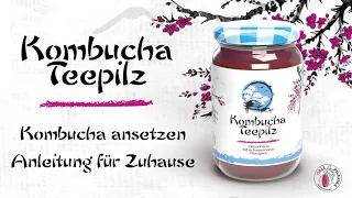 Kombucha selbst ansetzen - Anleitung für Zuhause | Gall Pharma GmbH Austria