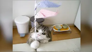 Maru drops the carp streamer and looks smug.