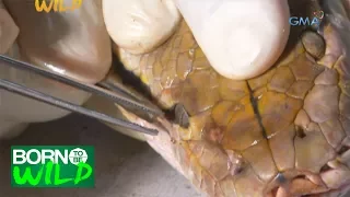 Born to be Wild: Reticulated Pythons with ticks on eyes and skin