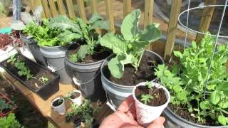 Growing Kale & Collards in Containers: Patio Garden - MFG 2014