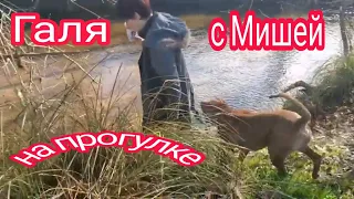 Наш питбуль Миша