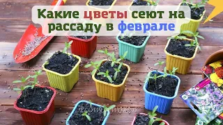 Какие цветы сеют на рассаду в феврале.💐