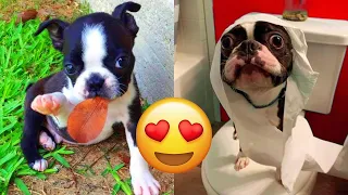 Boston Terrier — Funny And Adorable Videos And Tik Toks Compilation