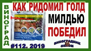 🍇 Как ВЫЛЕЧИТЬ  МИЛДЬЮ винограда за ДВА дня. Только не упустите момент. Ридомил Голд лучшая защита.