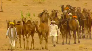 The Desert Camel Driver with 250 Camels - Lords of the Animals
