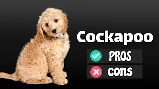 Cockapoo The Pros & Cons Of Owning One