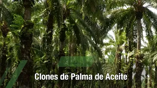 Clones de palma de aceite - TvAgro por Juan Gonzalo Angel Restrepo