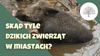 Dziki w Polsce, dlaczego tak często wchodzą do miast?