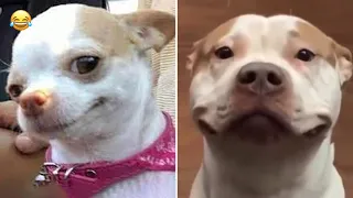 Trust me, You'll LAUGH with the FUNNIEST DOGS of 2021 🐶 Funny Dog videos | Pet Planet