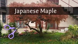 Japanese Maple Pruning #treepruning