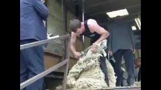 Scotland Sheep Shearing Competition