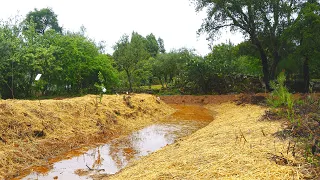 Starting a Food Forest On 5 New Swales