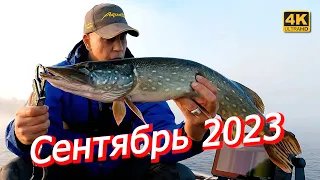 Рыбалка на спиннинг в сентябре 2023. Что этой рыбе надо?