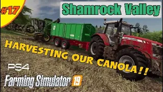 HARVESTING OUR CANOLA!! / SHAMROCK VALLEY #17/ Farming Simulator 19/ LET'S PLAY/ FS19 PS4