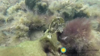 Oyster Reef Restoration: Choptank River, Md.