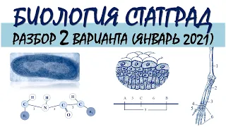 СТАТГРАД БИОЛОГИЯ | 2 вариант | Январь 2021