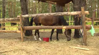 Спецрепортаж "Труханівська січ виховує дітей"