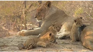 Safari Live : The Nkuhuma Pride all 13 together on the AM drive Aug 16, 2016