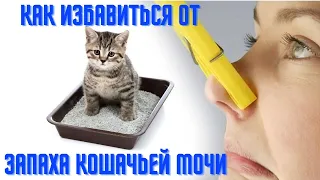 Как избавиться от запаха кошачьей мочи