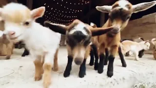 32 goat kids greet the day. 24 curious goat kids . Cute baby goats