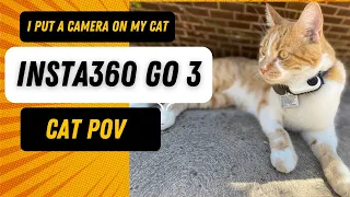 I put an INSTA360 GO 3 Camera on my Cat for his Outdoor Adventures | CAT POV | Max The Playful Cat