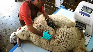 BIGGEST Overgrown RAM🐑 - Satisfying Modern Wool Shearing