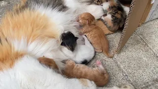 Sweet mother Cat and newborn kittens. Kittens are so cute. 🐈😻