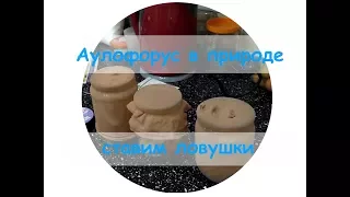 Аулофорус в природе ставим ловушки