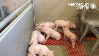 Universitätsklinik fuer Schweine - Vetmeduni Vienna