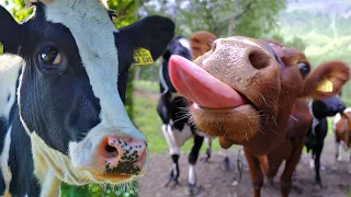 FUNNY COW DANCE 4 │ Cow Song & Cow Videos 2024