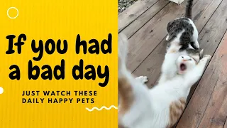 If you had a bad day, just watch these daily happy pets | Day 44