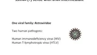 RNA virus genomes