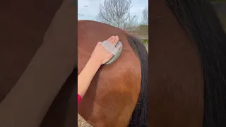 Guess who’s shedding #horse #horseriding #equestrian