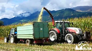 Maisernte/ Mais häckseln und abfahren!