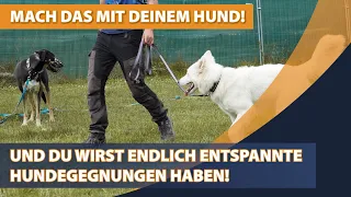 Dein Hund rastet aus, wenn ihr andere Hunde trefft? Daran liegt es!