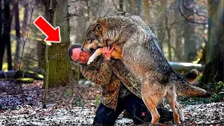 Wolves Surrounded The Injured Man. But Then Something Incredible Happened!