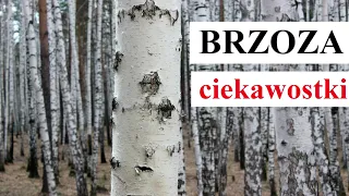 BRZOZA - ciekawostki o roślinach